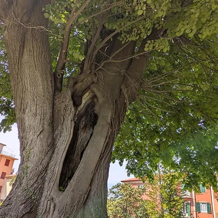 호텔 Fieschi Boutique 3*